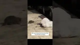 Rescuing a fluffy kitten from the trash