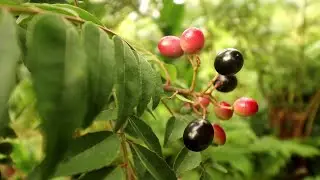 Curry Berry Tree
