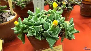 Botanical garden. Exhibition «Not cacti» (2020)