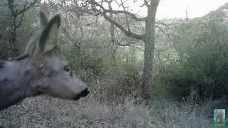 Corre, husmea, acecha 🦌👃📽️