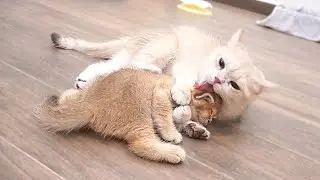 Mother cat's hug is so intense