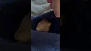 Белка желает всем спать. #squirel #белка #animals #белкинулей #уля