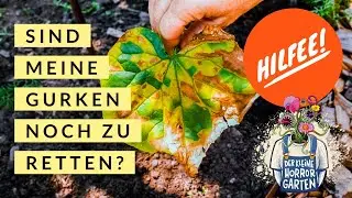 Gelbe Blätter an Gurken, harmlos oder sofort entsorgen? Der kleine Horrorgarten