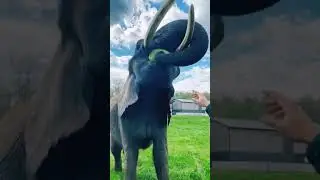 Look at Elephants Eating Watermelons Closely. this Scene Seems to Come From Heaven