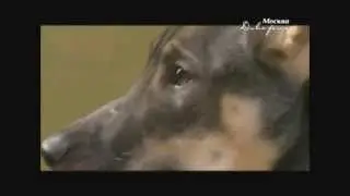 Инструкция: как взять животное из приюта