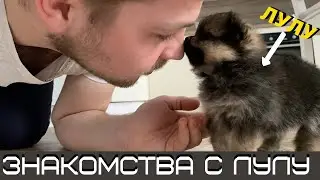 Маленький комочек меха по имени ЛуЛу