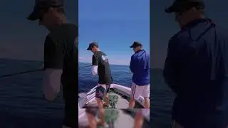 how to go from bait fishing for coral trout to catching them, Slow-pitch jigging with metal jigs