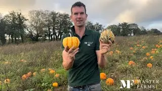 SO many Pumpkins🎃 Pumpkin patch,Tomatoes, Organic grass reseeds John Deere topping Italian rye grass