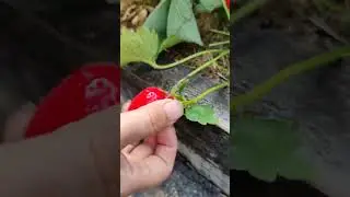 Клубники Фестивальная 🍓 🍓 🍓 огромный урожай небывало вкусных ягод. 23 июня 2023 г.