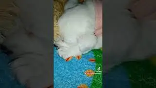 bolita de nieve parece un peluche.