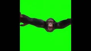Baby Chimpanzee Spinning Around meme (Green Screen)
