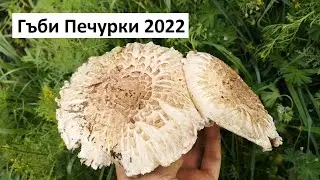 Гъби Печурки 2022