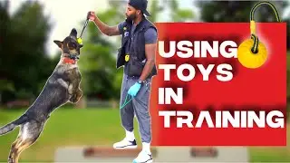 Boost Your Reactive Dog's Engagement with an Awesome Toy!