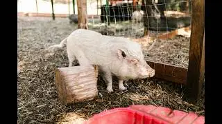 “Inside an Unknown Lab… The Dog and Pig Were Combined!”