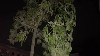 Try mic in the thick of night, with Googoo in backyard.
