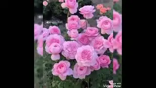 Нега шунака хаммага шу саволим