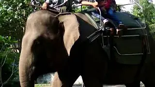 Poor elephant who must work, giving rides to those who will pay and have fun at its expense