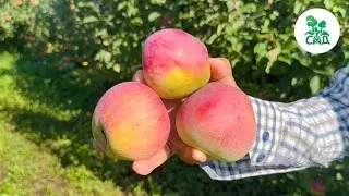 Яблоня АКСАМИТ. Позднелетний сорт для любителей СЛАДКИХ яблок.