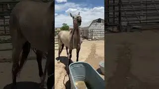 How to tell my horses apart