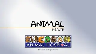 Animal Health (Ollie) - 05/30/24