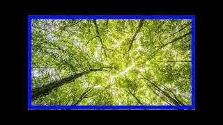 Perché ci piace tanto fotografare gli alberi