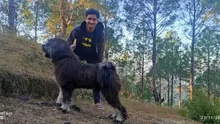 Meet my Himalyan 🐶Dog || Uttarakhand || @Raj_R1_vlogs