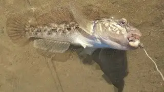 Закидушка.Море.Бычок