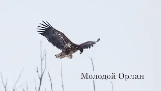 Орлан-белохвост