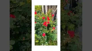 Good morning | Roses 🌹 | Flowers | Greenery #nature #calm #flowers #redrose #garden #spring #beauty