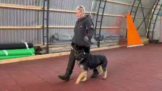 Псковланд Феррари