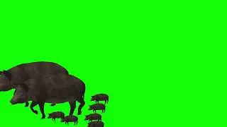 green screen cartoon video. green screen animation video.green screen pig video.