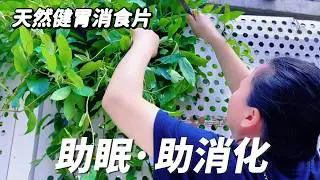 雞矢藤煲綠豆做糍粑，消化不良肚子脹，睡不著竟是天然解藥｜Chicken Herb Mung Bean Soup and Glutinous Rice Cake  #food #botany