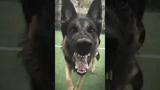 немецкая овчарка