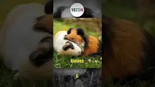 Popular Pets #shorts