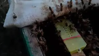 подсадка маток часть 1