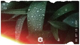 Native Species - Lush