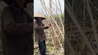 Grandmother working on farm #farrming #village #farmer