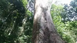 Pokok Tualang