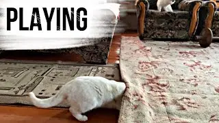 Deaf cat playing / Living with a deaf cat