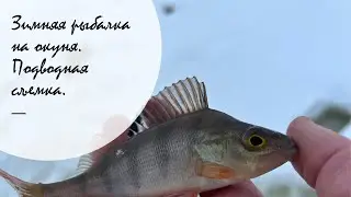 ЗИМНЯЯ РЫБАЛКА НА ОКУНЯ. ПОДВОДНЫЕ СЪЕМКИ.