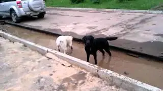 Я уточка... я в луже (лабрадоры)