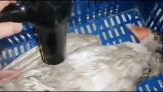 Why so cruel?