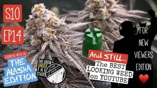 S10 EP14: 6 DIFFERENT STRAINS 8th week of flower all synthetic side - best nugs on YT #spiderfarmer