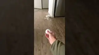 Кот скользит за мячом.)