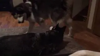Playtime with Nero
