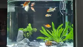 Relaxation - Static Aquarium Scene 1