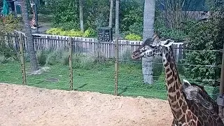 Cute Giraffe Cuddles | Houston Zoo Giraffe Live Cam | Feeding Platform Cam | Ozolio Webcam Services