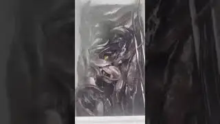Зарыбление африканского сома.