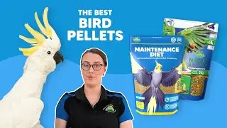 The Best Pellets For Your Parrots