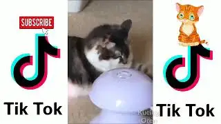 #Kucinglucutiktok #kucingoren KUMPULAN KUCING LUCU BANGET TIKTOK 😘 #15 - Kucing Oren